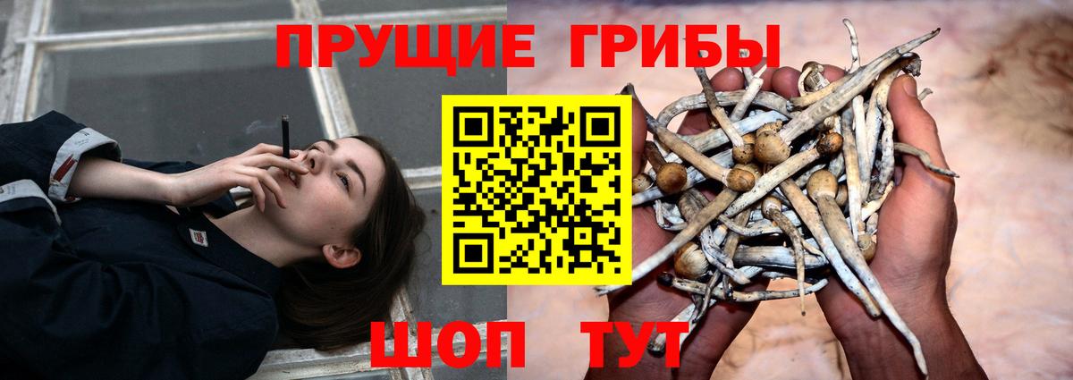 Псилоцибиновые грибы GOLDEN TEACHER Красноярск